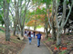 university of waikato - campus forest